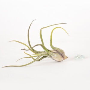 Tillandsia Caput Medusae Air Plant