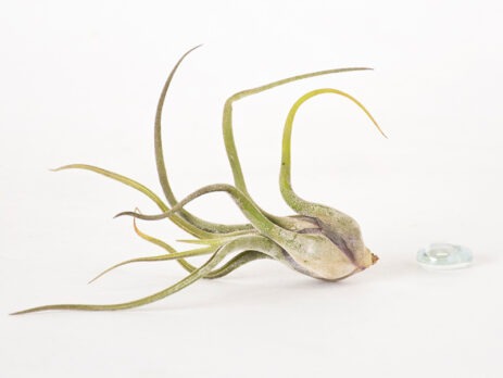 Tillandsia Caput Medusae Air Plant