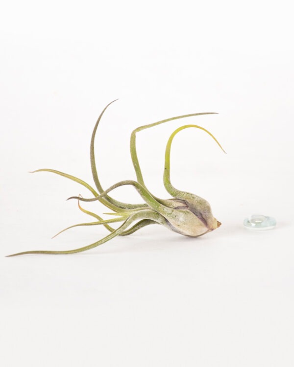 Tillandsia Caput Medusae Air Plant