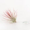 Tillandsia Andreana Air Plant (Enhanced Red)