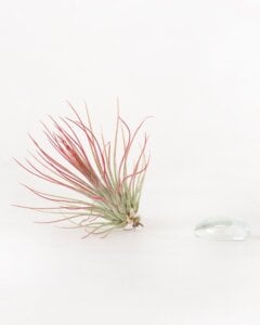 Tillandsia Andreana Air Plant (Enhanced Red)
