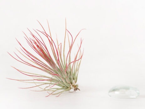 Tillandsia Andreana Air Plant (Enhanced Red)