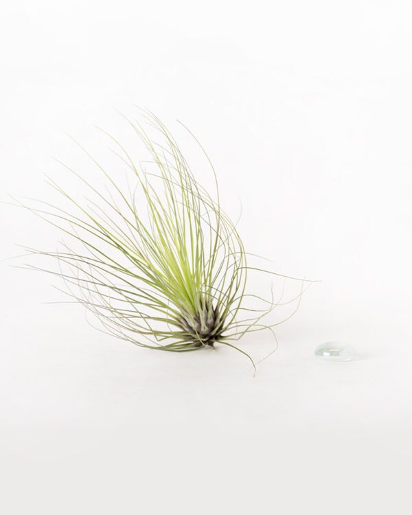 Tillandsia Filifolia Air Plant