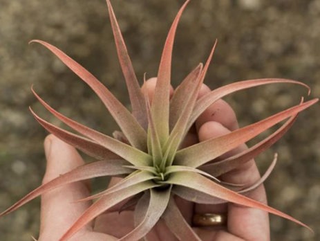 Tillandsia Capitata Peach Air Plant