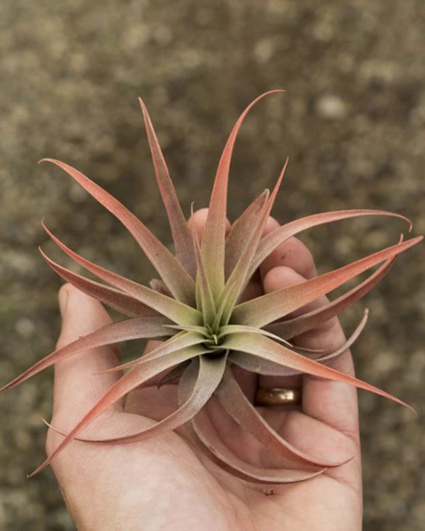 Tillandsia Capitata Peach Air Plant