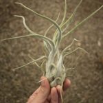 CaputXLSeed_1024x1024