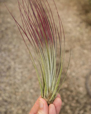 Tillandsia Juncea Air Plant Enhanced Red