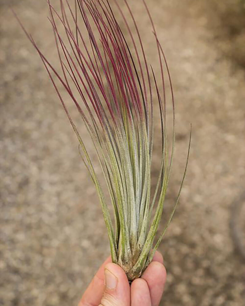 lucky bamboo plant in soil Buy Best Lucky Bamboo (Dracaena Sanderiana) Plant main image 1