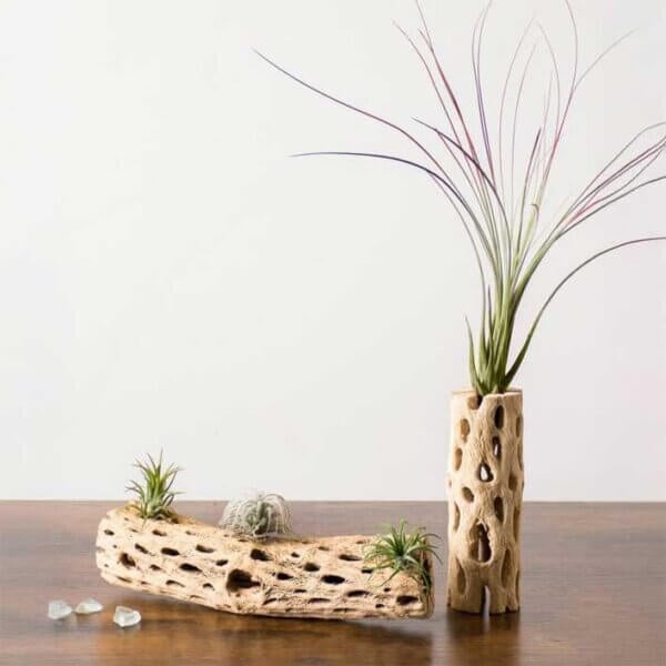 Tillandsia Juncea Air Plant (Enhanced Red)