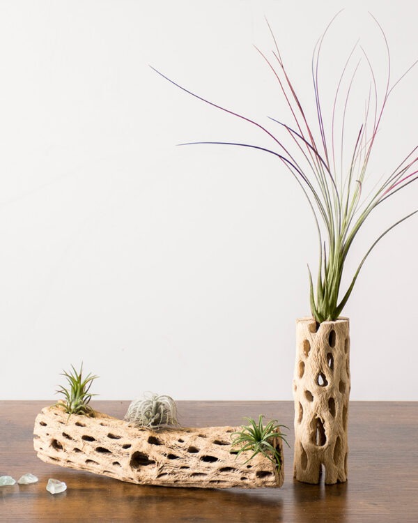 Tillandsia Juncea Air Plant