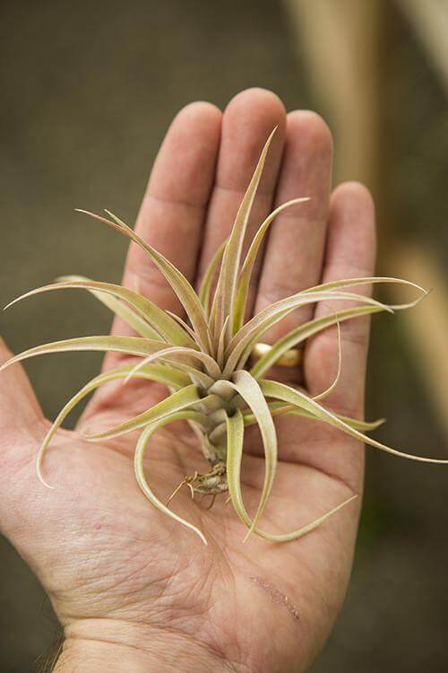 Tillandsia Capitata Peach Air Plant