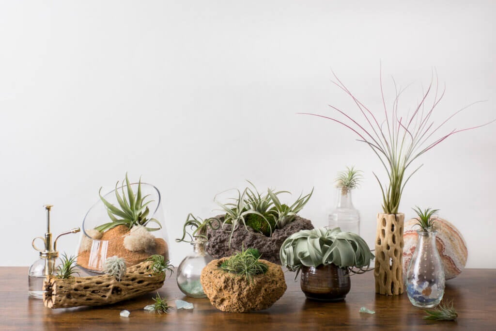 Tillandsia Caput Medusae Air Plant #1