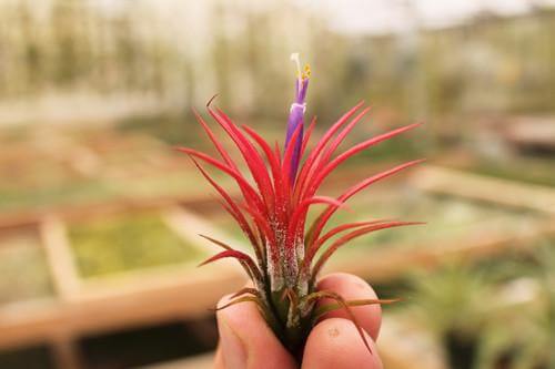 SuperMoss - Tillandsia Ionantha Fuego Air Plant