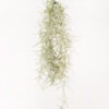 Tillandsia Usneoides Air Plant (Live Spanish Moss)