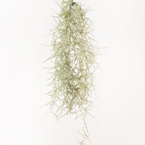 Tillandsia Usneoides Air Plant (Live Spanish Moss)