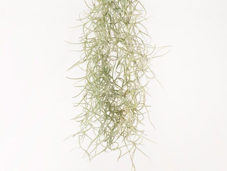 Tillandsia Usneoides Air Plant (Live Spanish Moss)