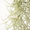 Tillandsia Usneoides Air Plant (Live Spanish Moss)