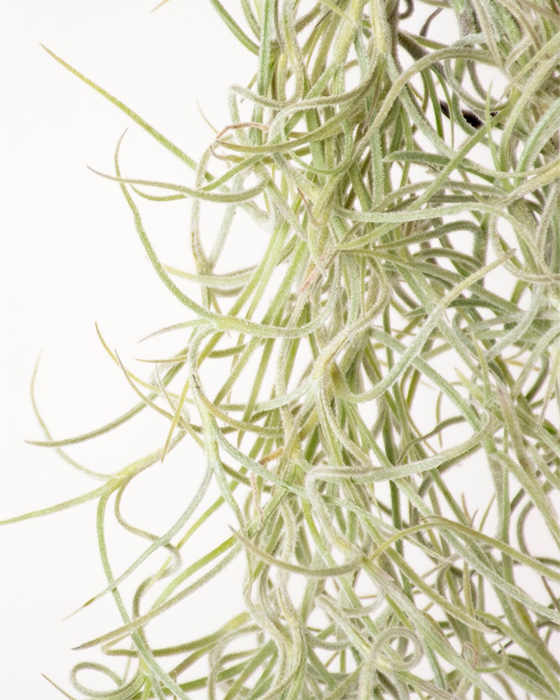 Tillandsia Usneoides Air Plant (Live Spanish Moss)