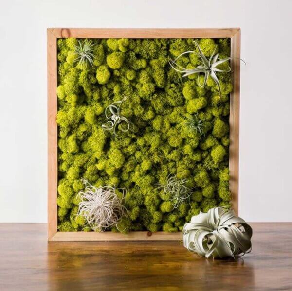 Tillandsia Ionantha Ecuador Air Plant Clump