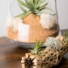 Air Plant Cholla Wood Centerpiece