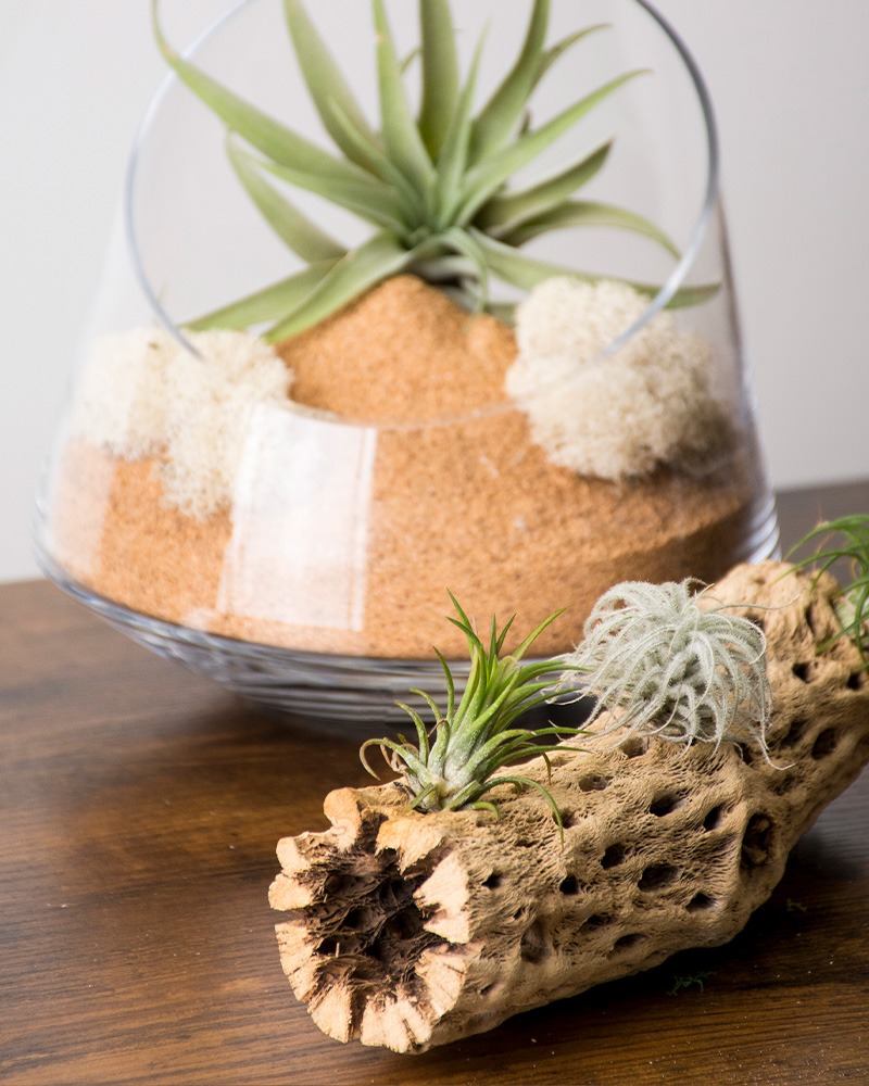 Air Plant Cholla Wood Centerpiece