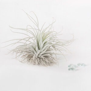 Tillandsia Tectorum Ecuador Air Plant