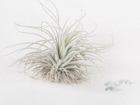 Tillandsia Tectorum Ecuador Air Plant