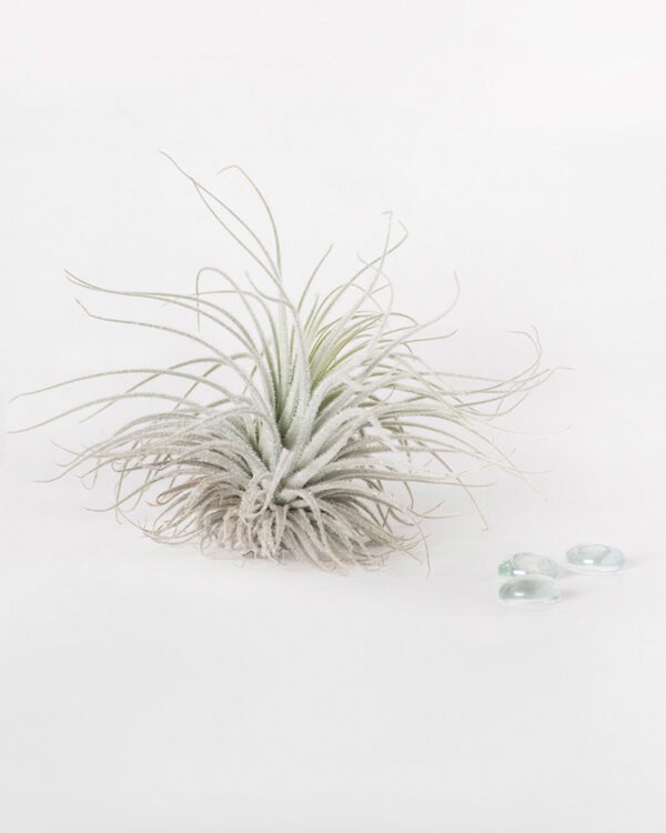 Tillandsia Tectorum Ecuador Air Plant