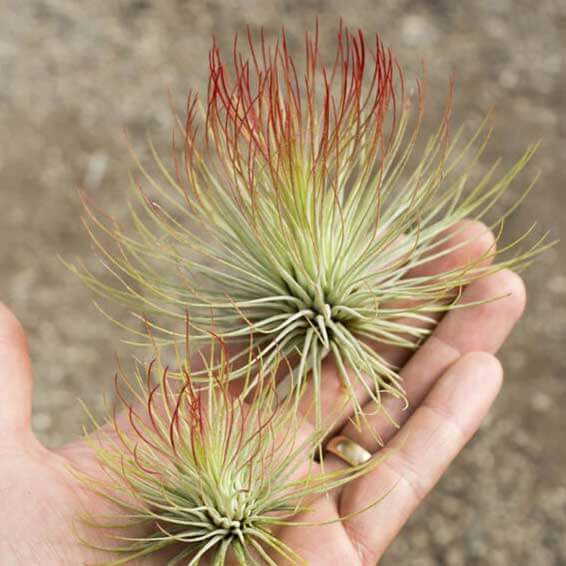 Tillandsia Andreana Air Plant (Enhanced Red)