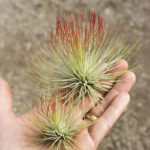 Tillandsia Andreana Air Plant Enhanced Red