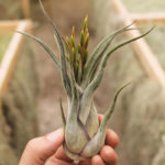 Tillandsia Caput Medusae Air Plant