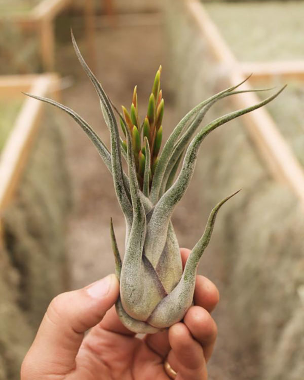 Tillandsia Caput Medusae Air Plant