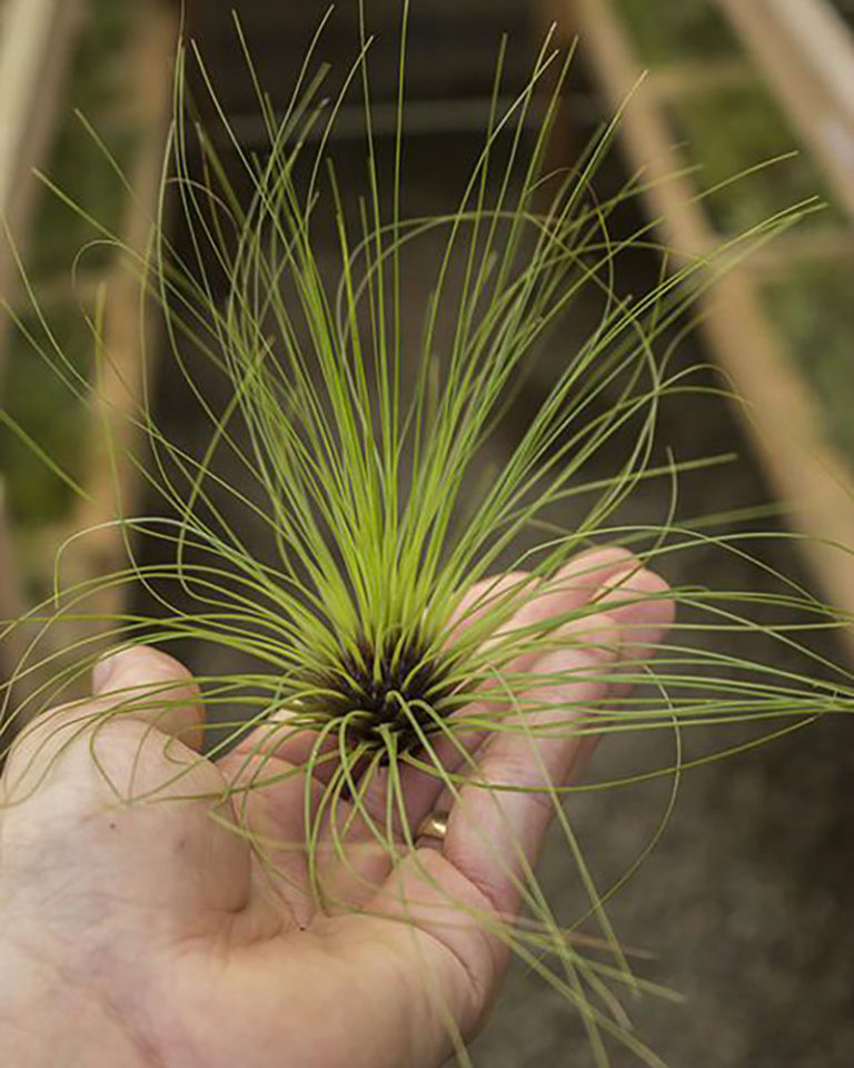 SuperMoss | Tillandsia Filifolia Air Plant