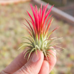 Tillandsia Ionantha Fuego Air Plant Enhanced Red