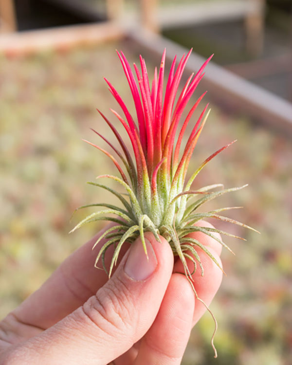 Tillandsia Ionantha Fuego Air Plant Enhanced Red