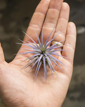 Tillandsia Ionantha Air Plant Lilac