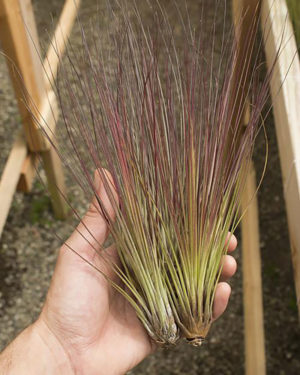 Tillandsia Juncifolia Air Plant Enhanced Red