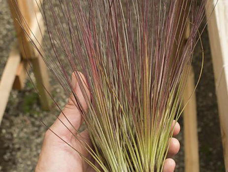 Tillandsia Juncifolia Air Plant Enhanced Red