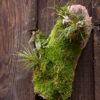 Moss Bark Log with Air Plants