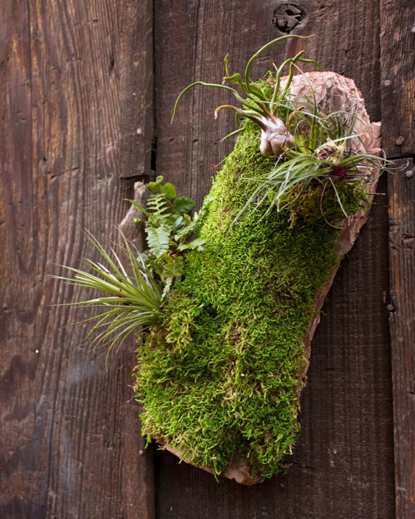 Terrarium Kit with Bark, Stones, Lichen, and Moss