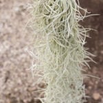 Tillandsia Usneoides Air Plant Spanish Moss