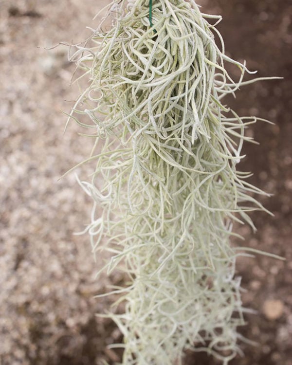 Spanish Moss (Tillandsia usneoides)