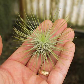 SuperMoss - Tillandsia Andreana Air Plant