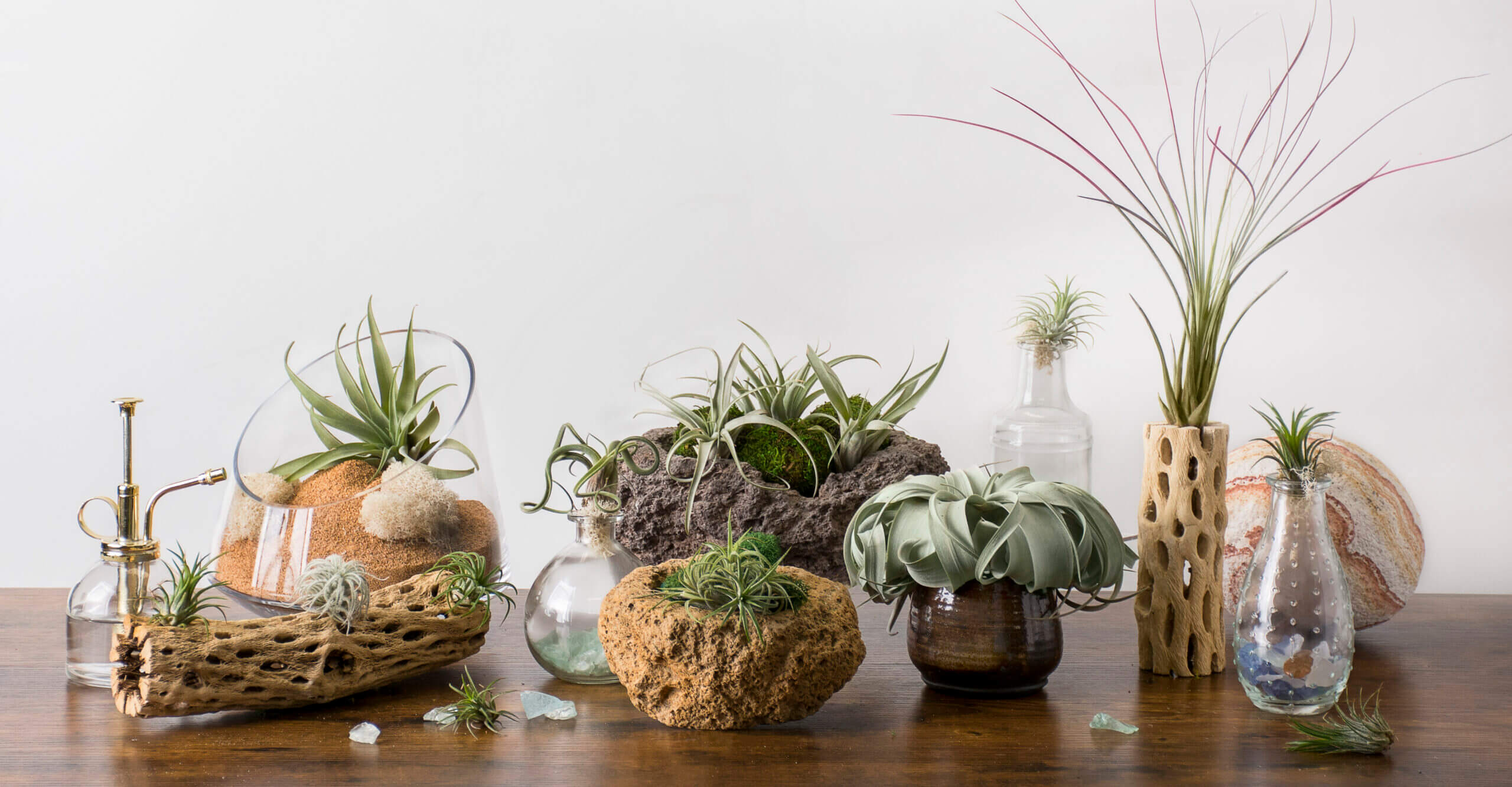 SuperMoss - Tillandsia Andreana Air Plant (Enhanced Red)