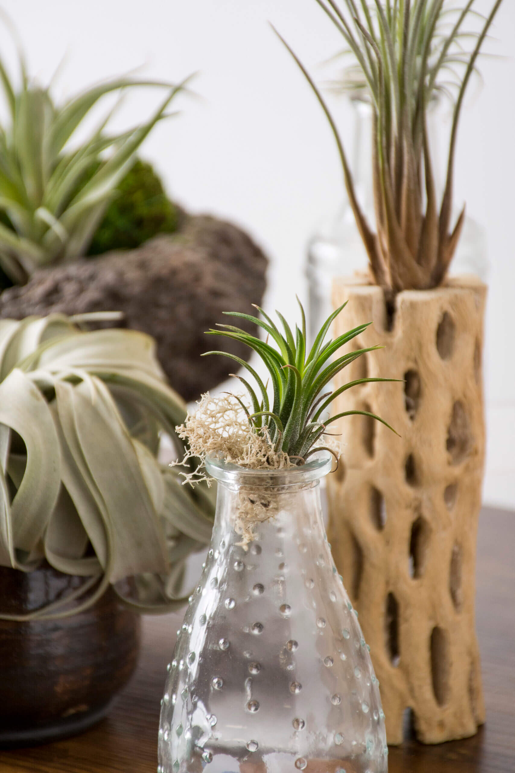 SuperMoss - Tillandsia Andreana Air Plant (Enhanced Red)