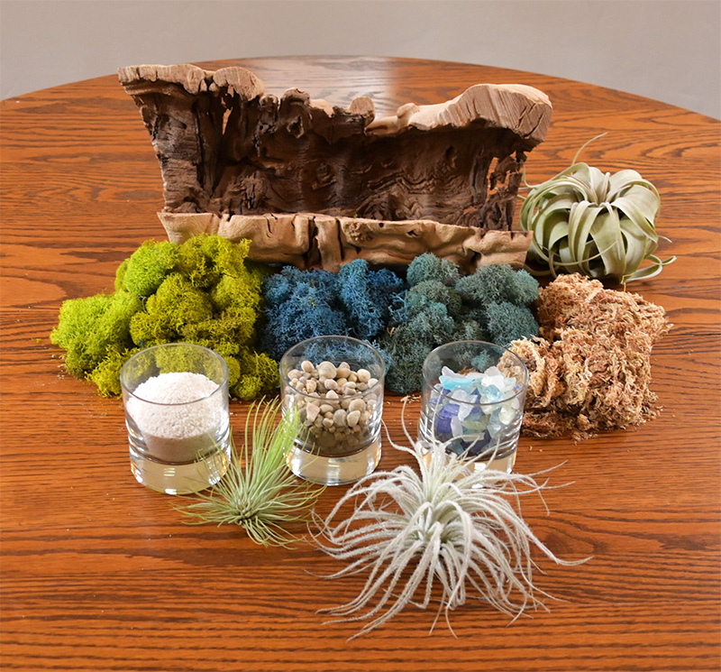 Beach Terrarium Kit - SuperMoss