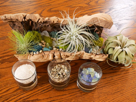 Air Plant Display DIY Tropical Centerpiece Decor Tillandsia Xerographica Tectorum Ecuador Grapevine Planter Reindeer Moss Candle Glass