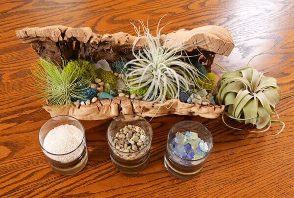Air Plant Display DIY Tropical Centerpiece Decor Tillandsia Xerographica Tectorum Ecuador Grapevine Planter Reindeer Moss Candle Glass