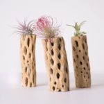 6-Pc-Airplant-Cholla-Wood-Set_23449
