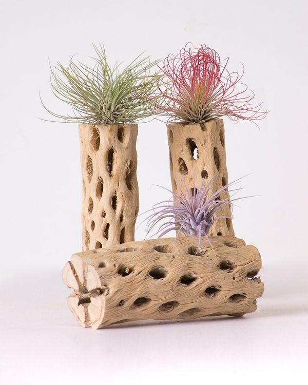 Cholla Wood Air Plant Set